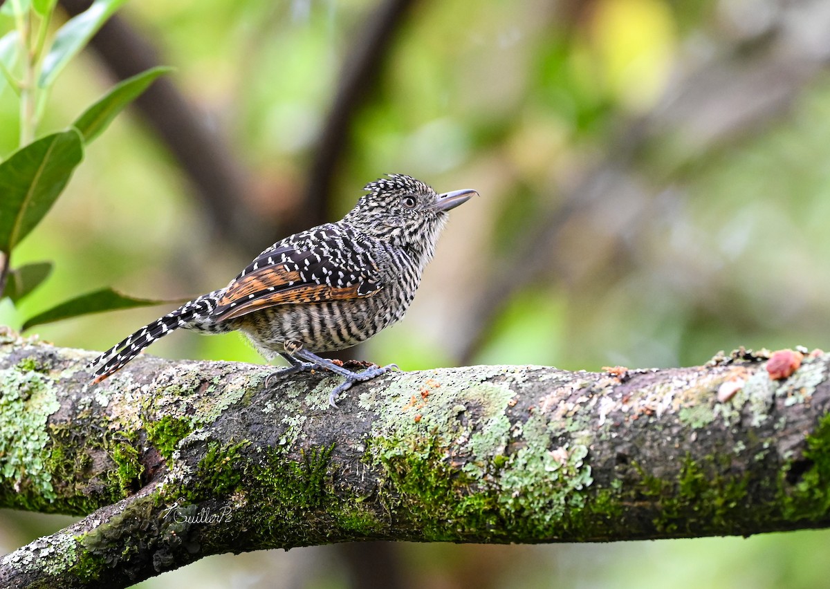 stripetoppmaurvarsler - ML647041229