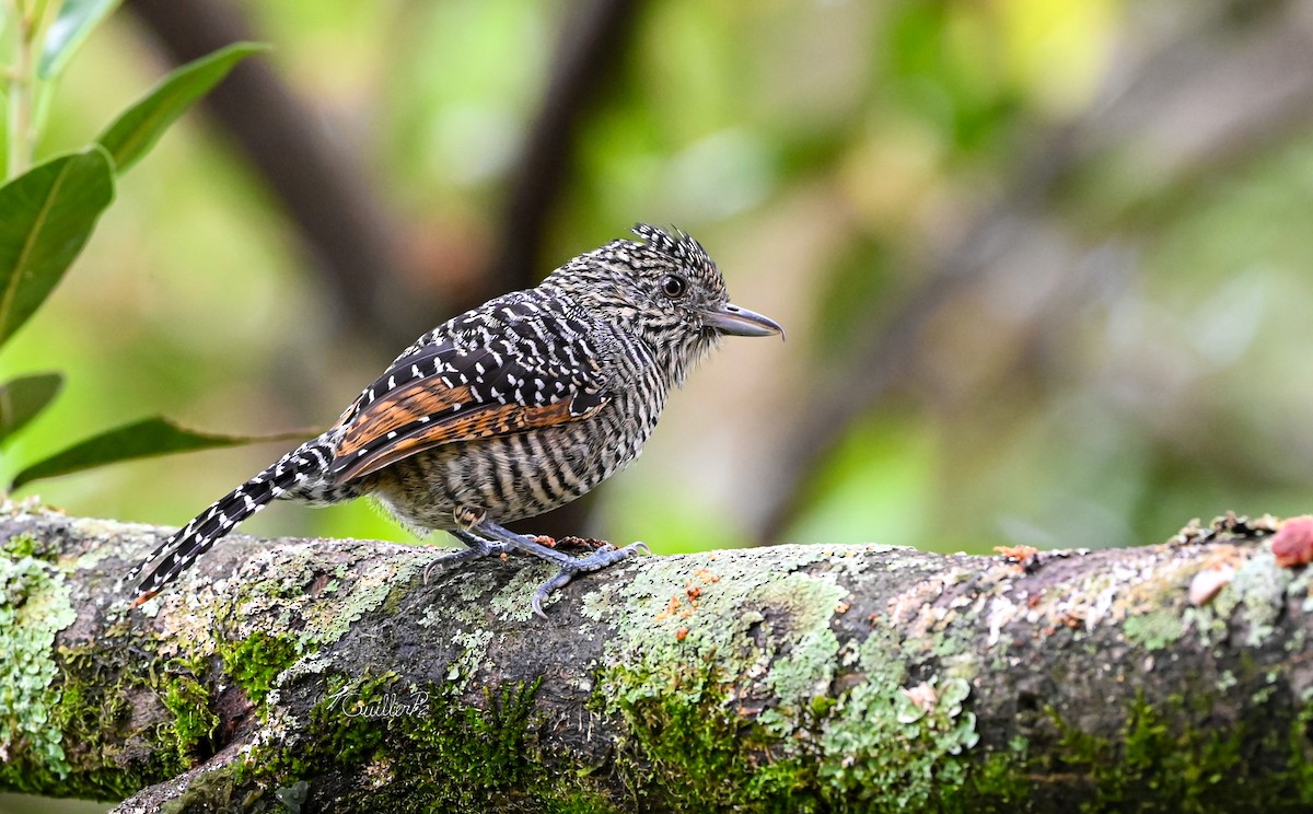 stripetoppmaurvarsler - ML647041230