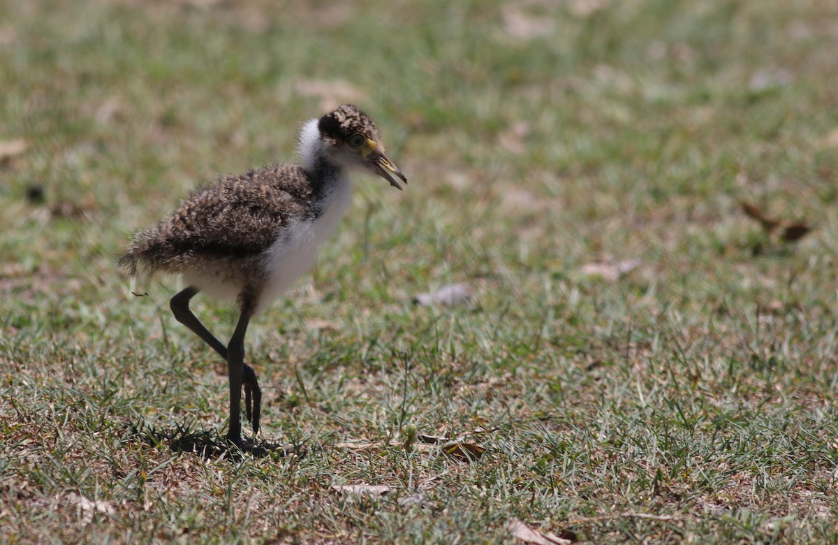 Hegabera maskaraduna - ML647041231