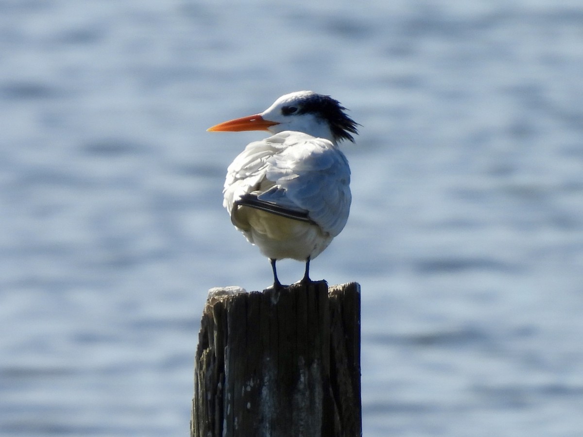 Royal Tern - ML647041233