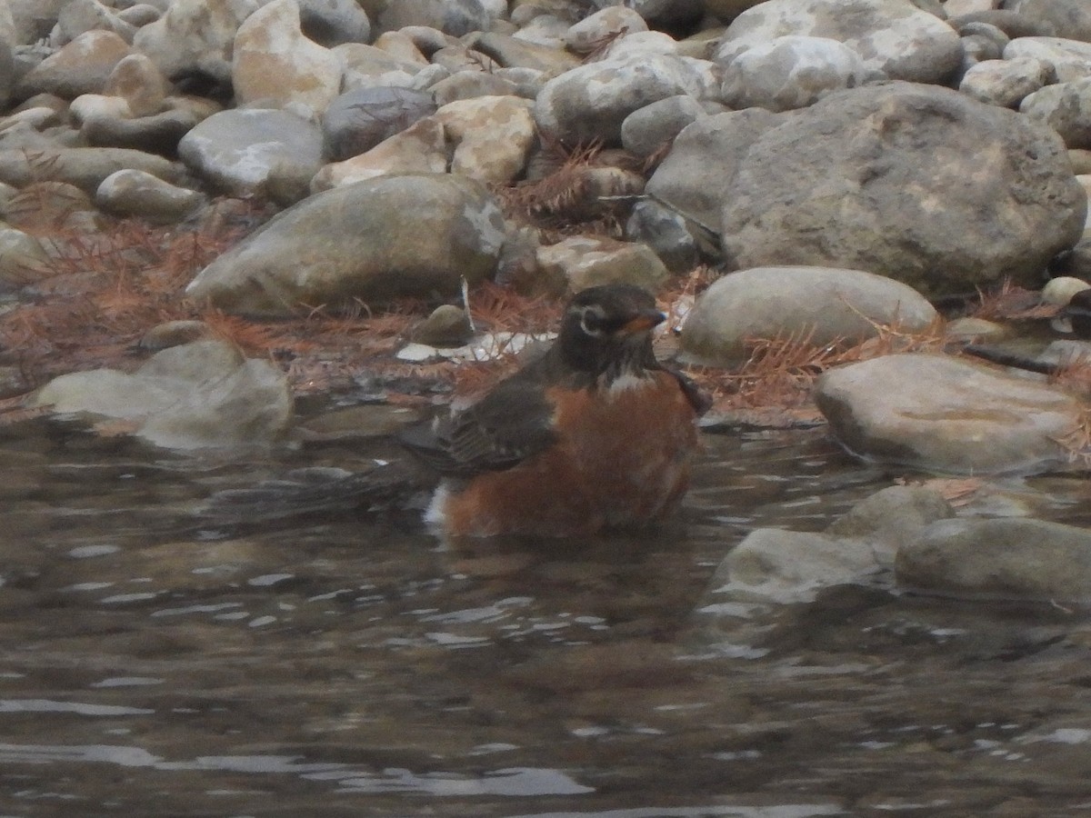 American Robin - ML647041241