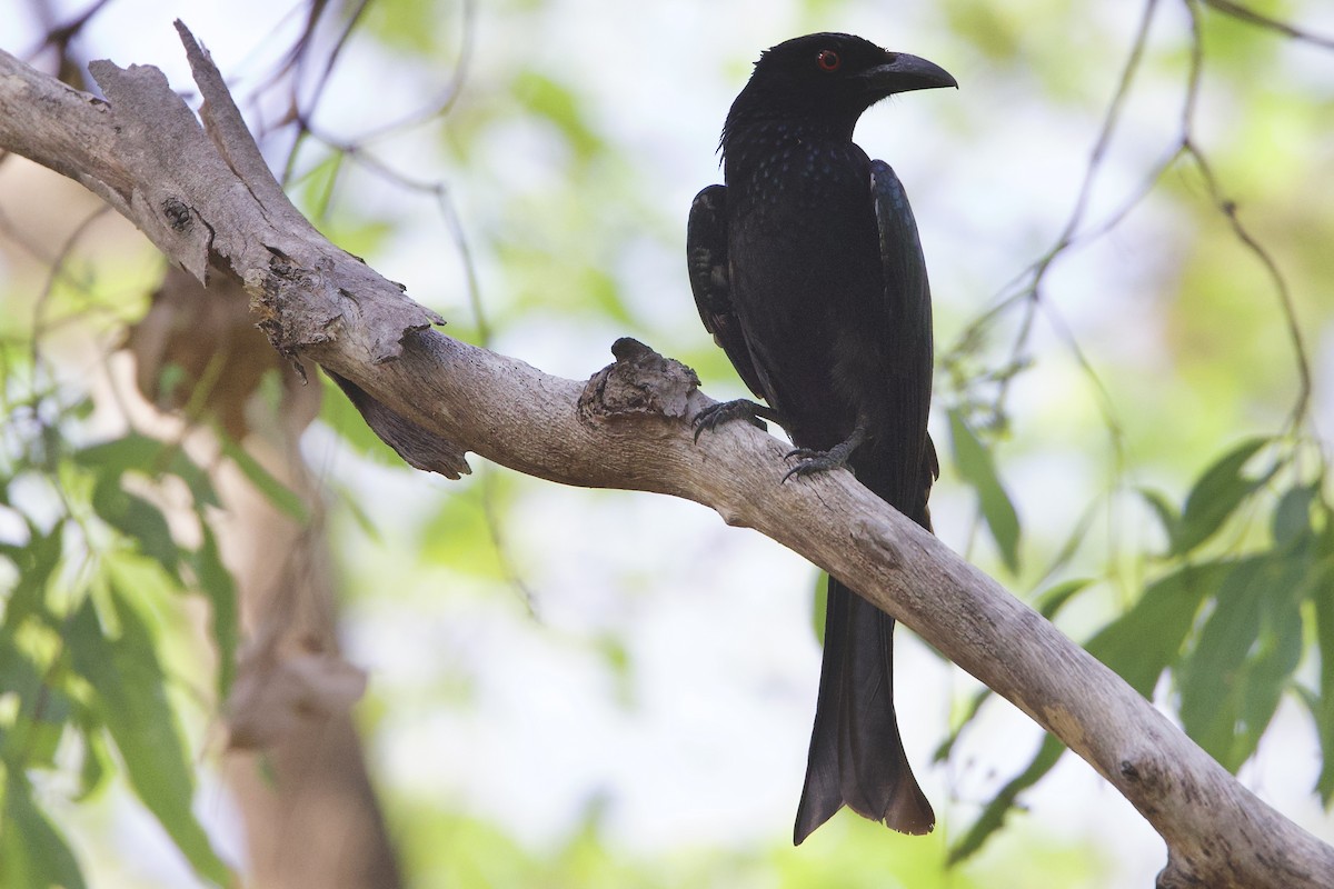 Spangled Drongo - ML647041245