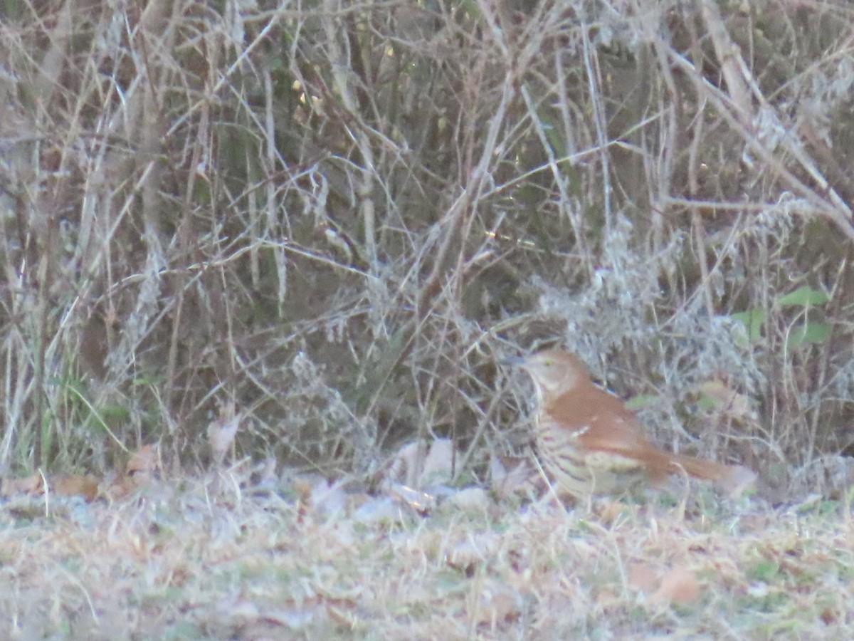 Brown Thrasher - ML647041247