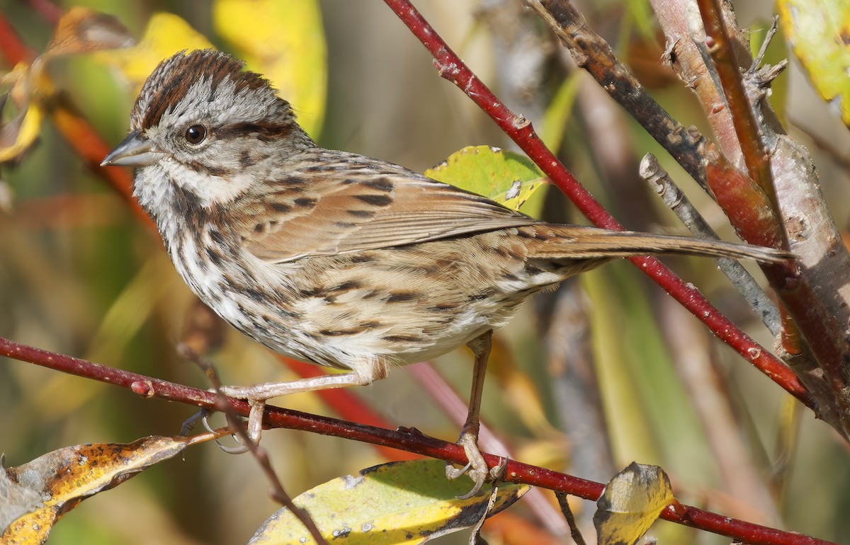 Song Sparrow - ML647041249