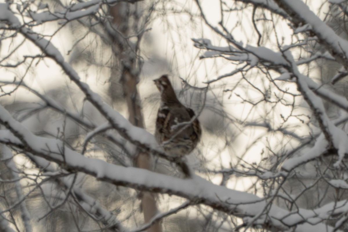 Hazel Grouse - ML647041251