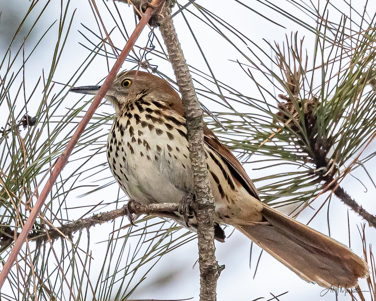 Brown Thrasher - ML647041254