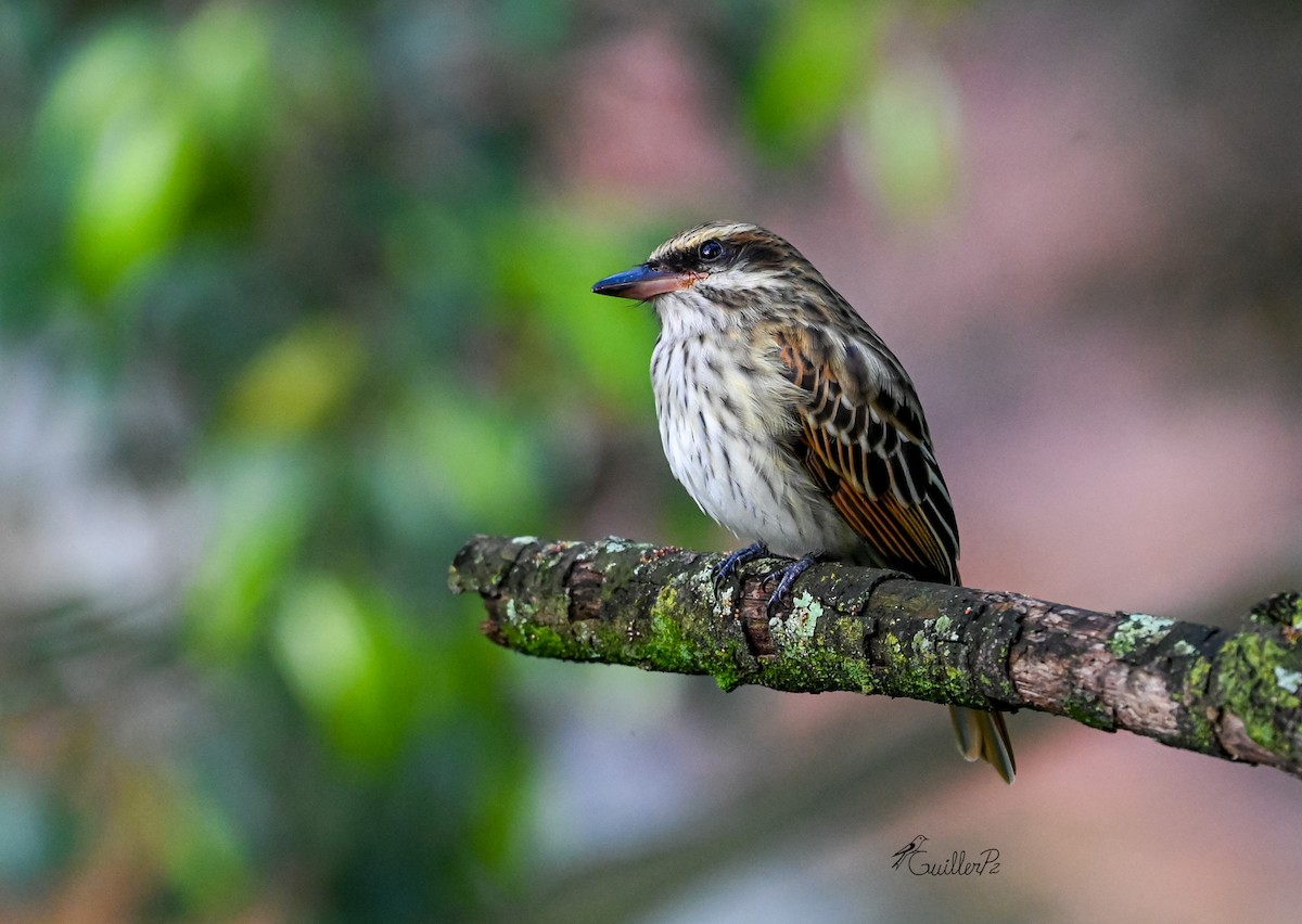 stripetyrann - ML647041257