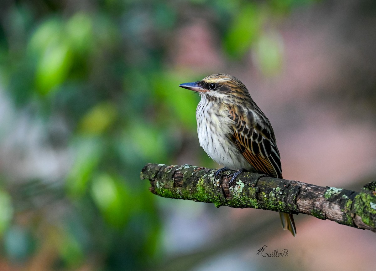 stripetyrann - ML647041258