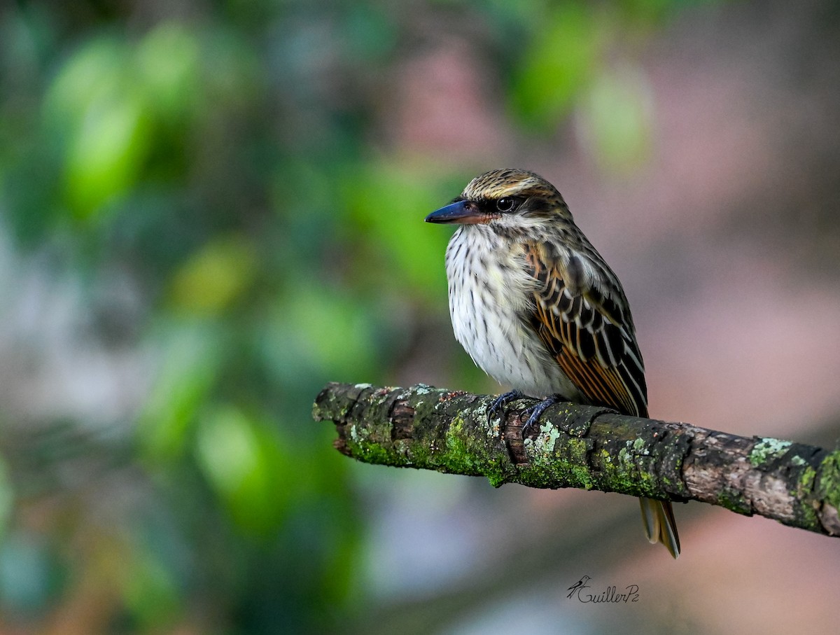 stripetyrann - ML647041259