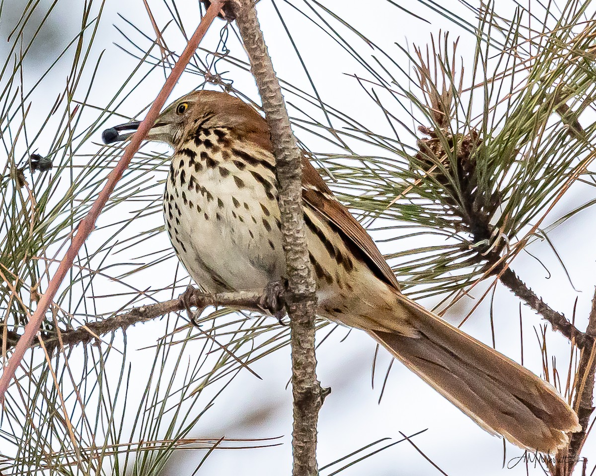 Brown Thrasher - ML647041261