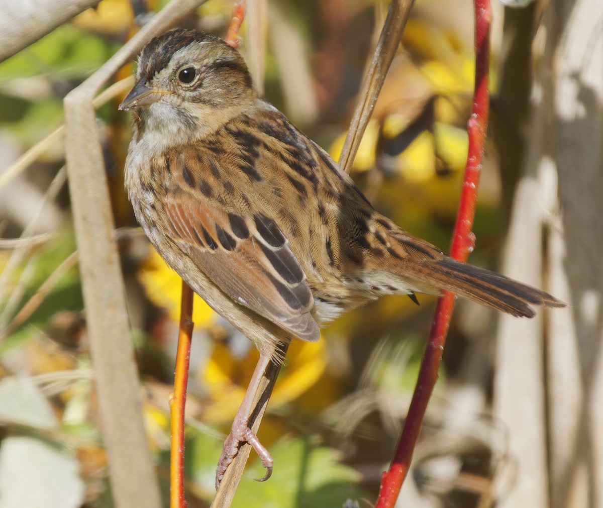 Swamp Sparrow - ML647041264