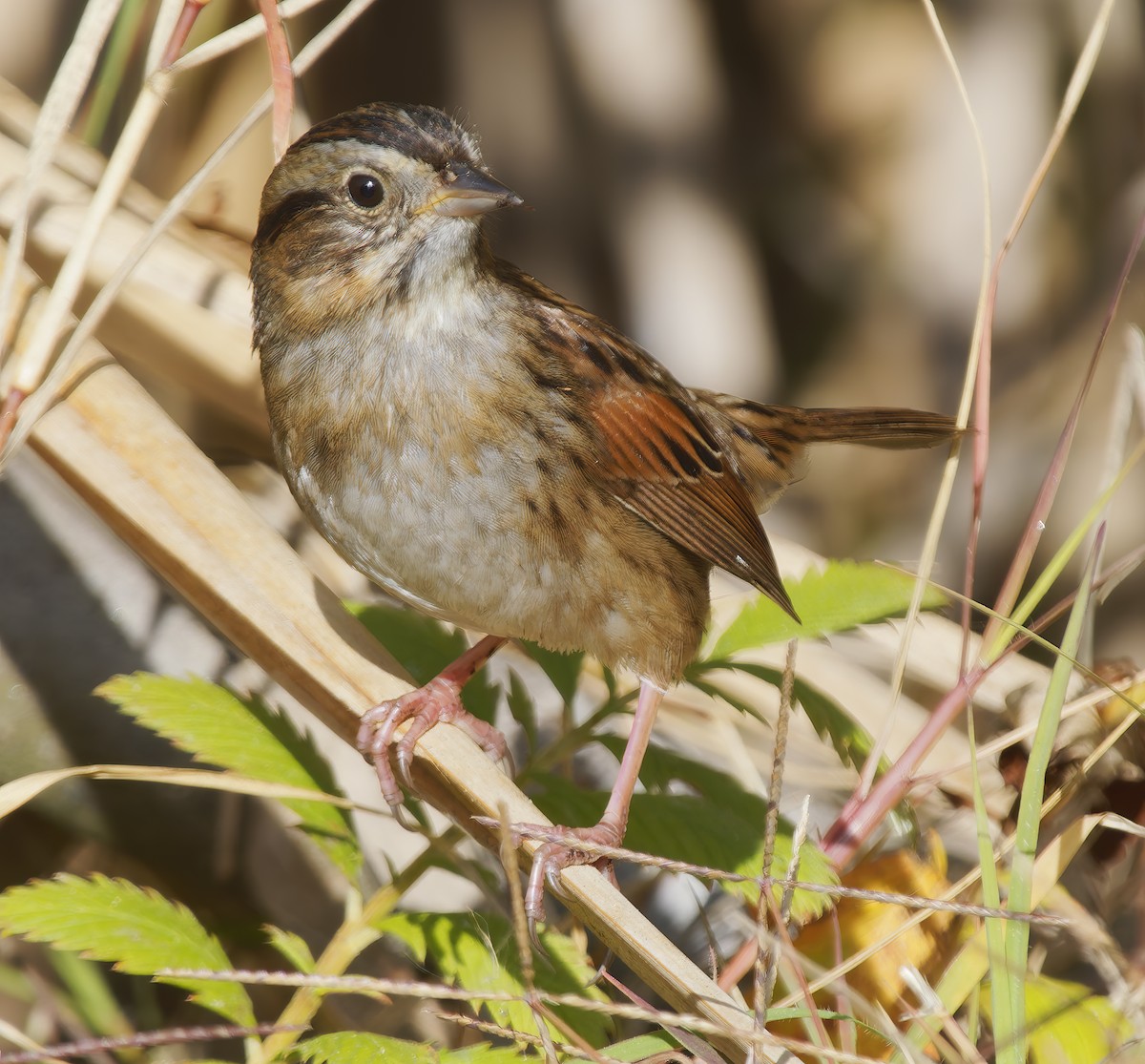 Swamp Sparrow - ML647041265