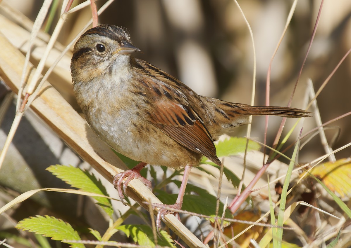 Swamp Sparrow - ML647041266
