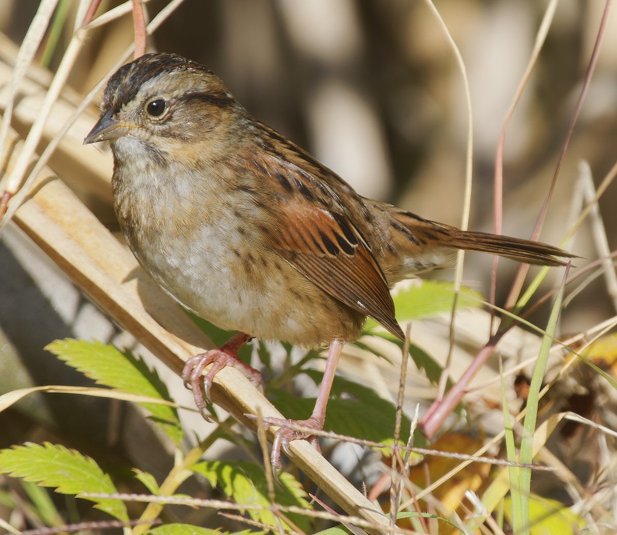 Swamp Sparrow - ML647041267