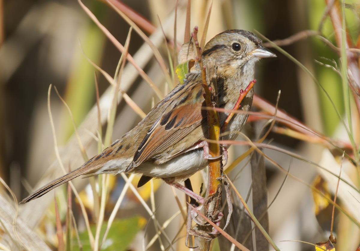 Swamp Sparrow - ML647041268