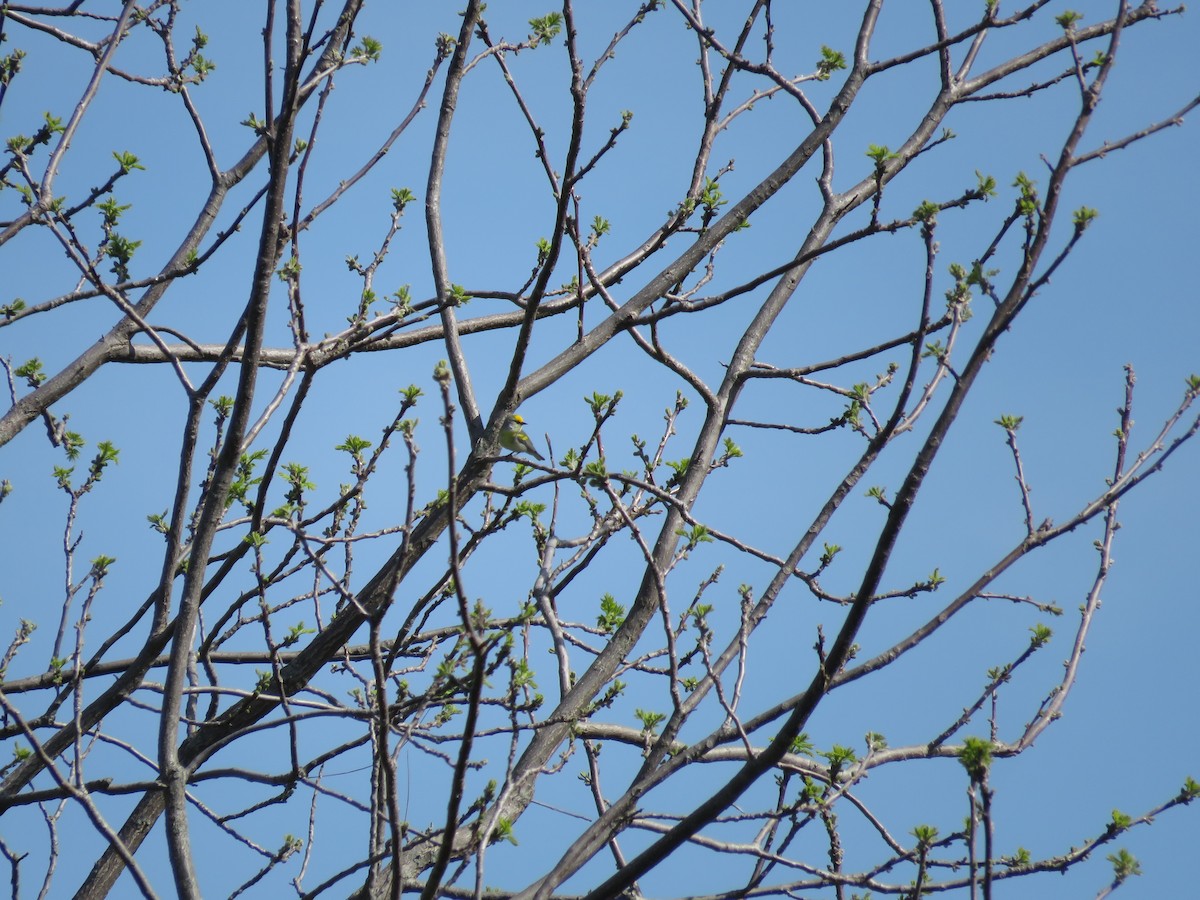 Brewster's Warbler (hybrid) - ML647041273