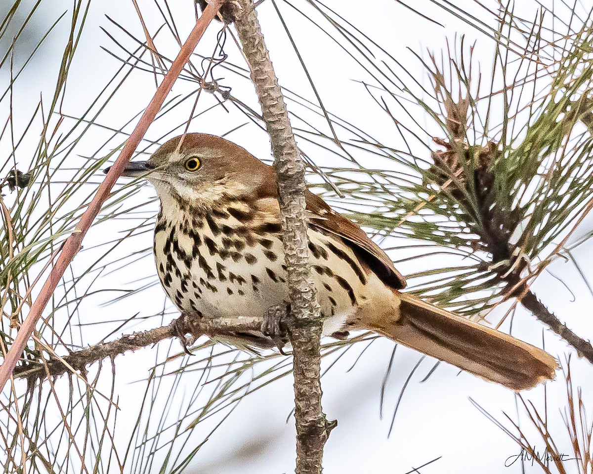Brown Thrasher - ML647041274