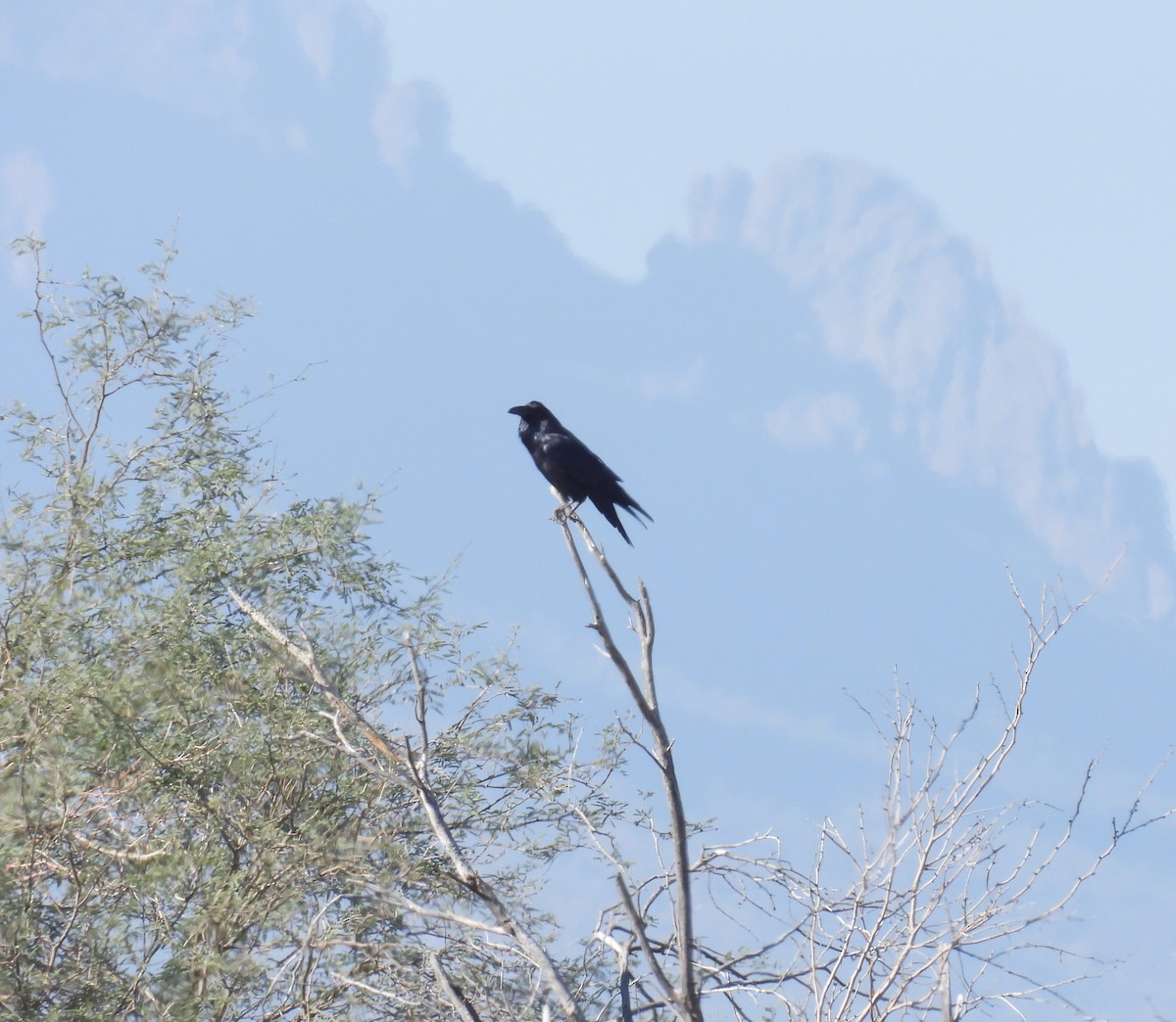 Common Raven - ML647041279