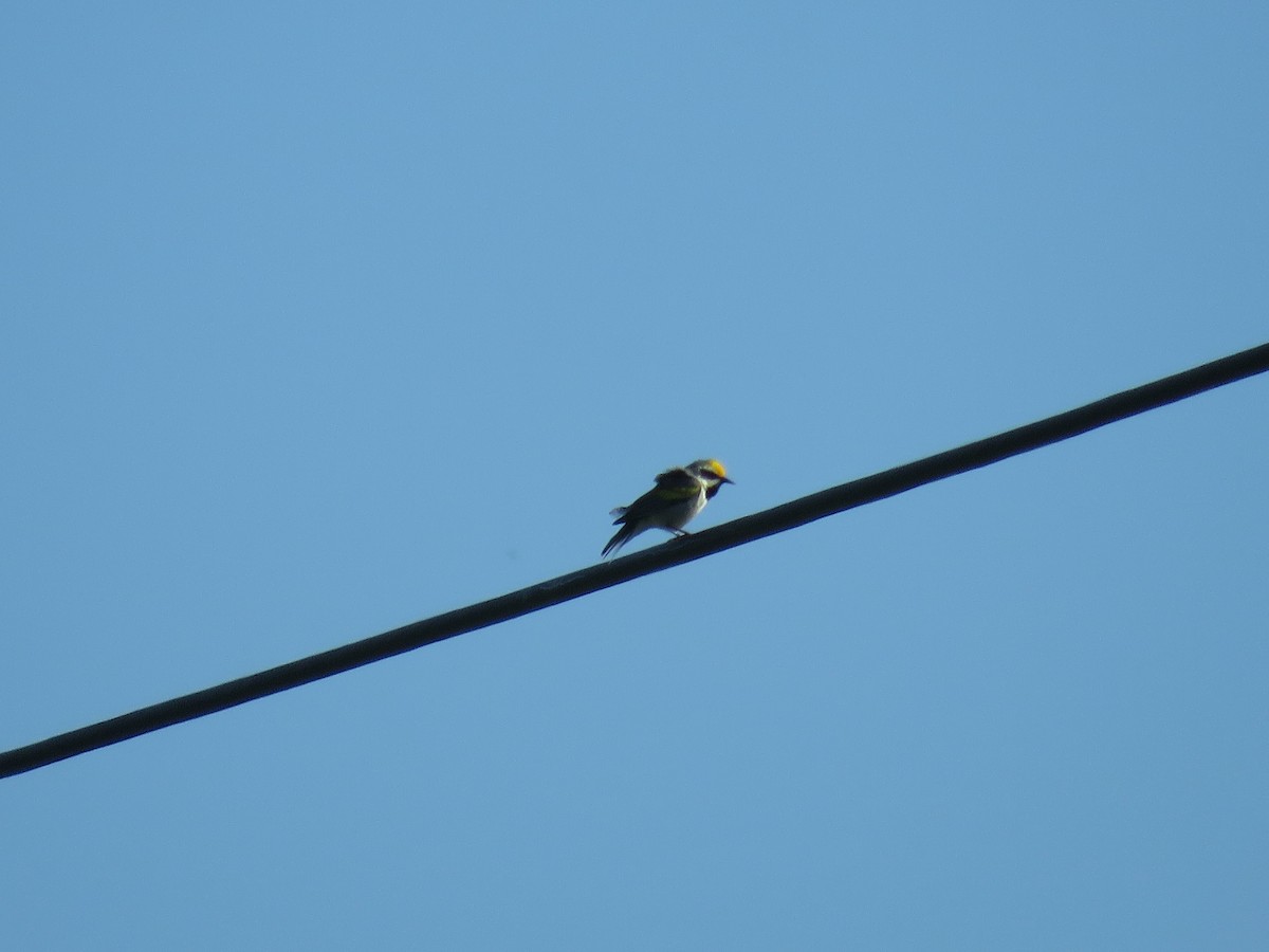 Golden-winged Warbler - ML647041280