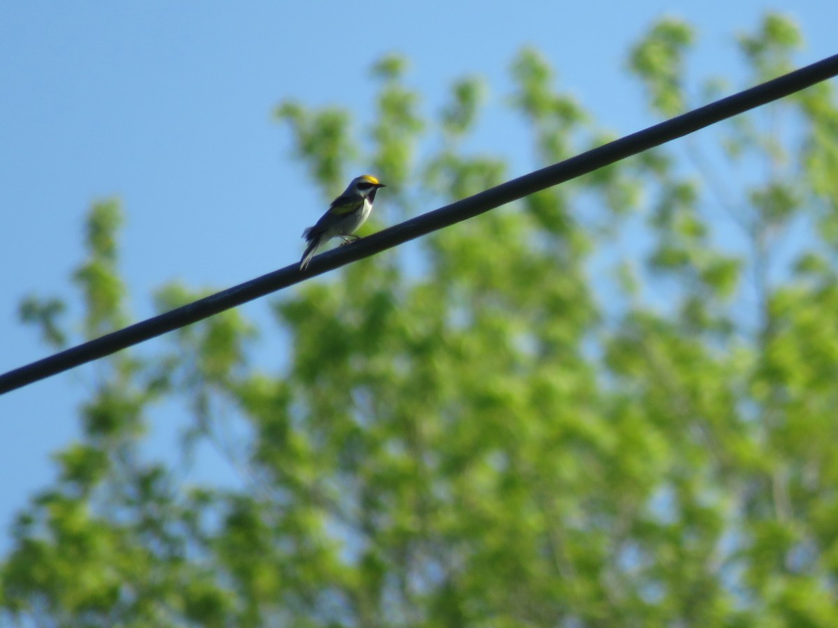 Golden-winged Warbler - ML647041281