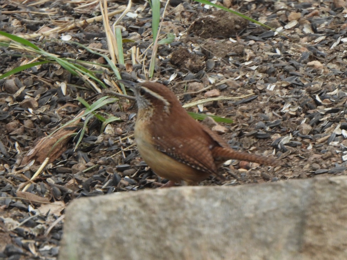 Carolina Wren - ML647041284