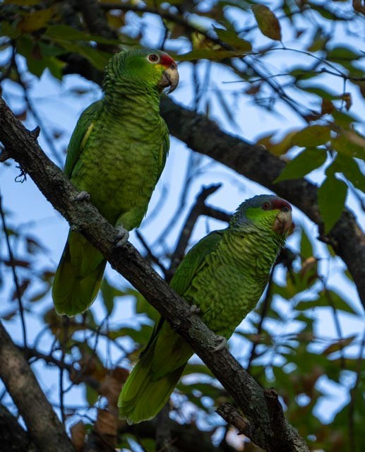 Amazona Guayabera - ML647041286