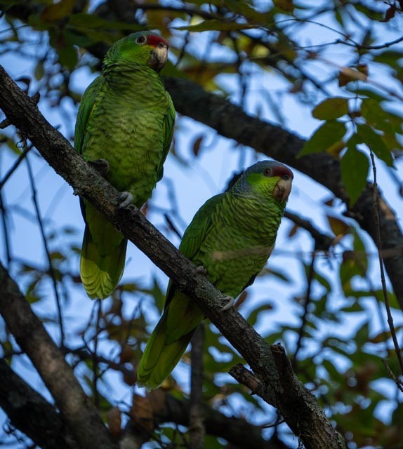 Amazona Guayabera - ML647041287