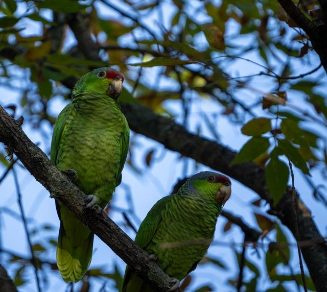Amazona Guayabera - ML647041288
