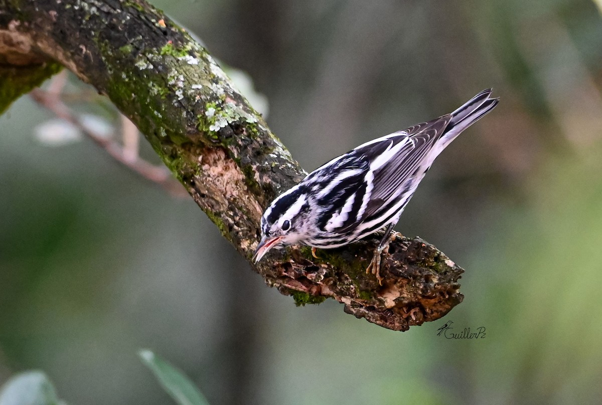 klatreparula - ML647041295