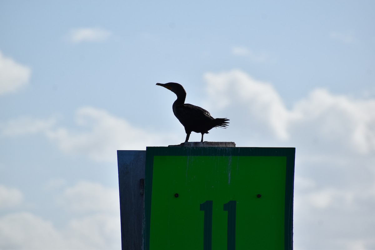 kormorán ušatý - ML647041296