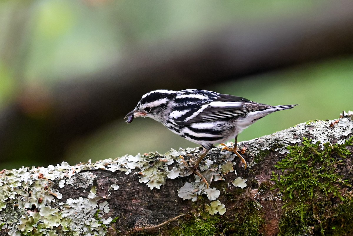 klatreparula - ML647041298