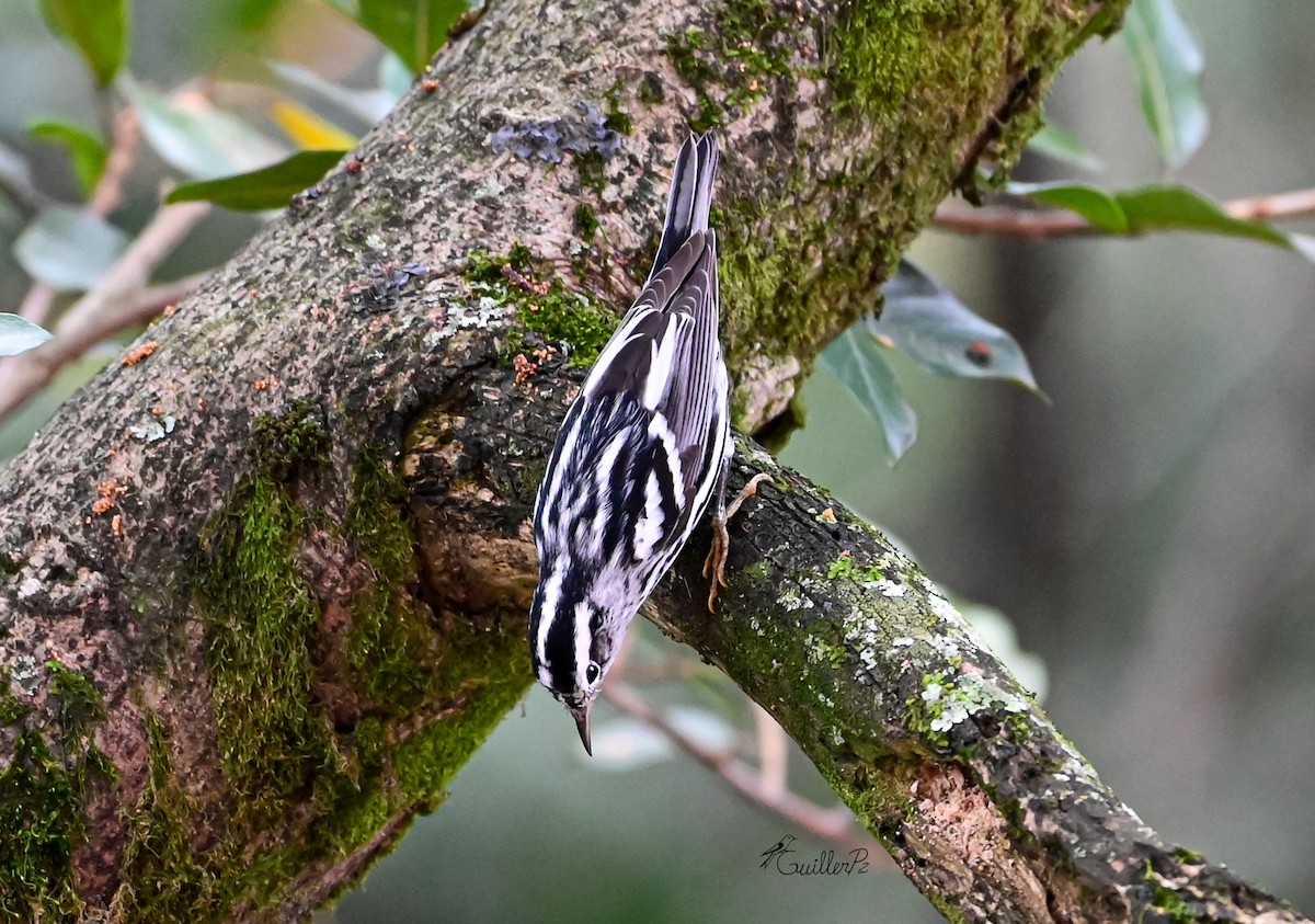 klatreparula - ML647041299