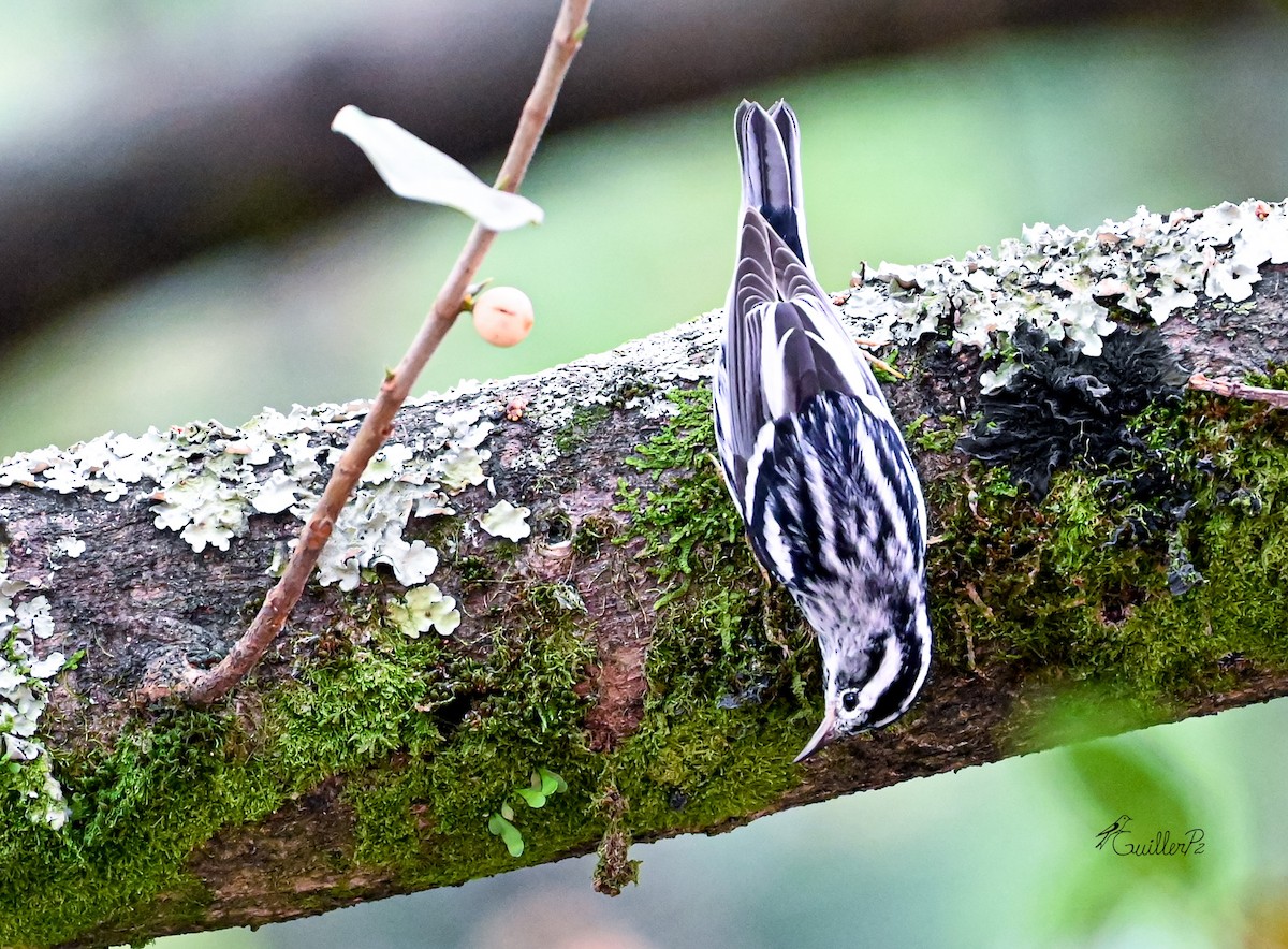 klatreparula - ML647041300