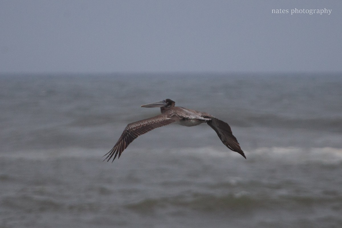 Brown Pelican - ML647041302