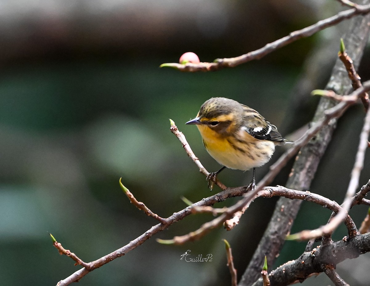 Blackburnian Warbler - ML647041312