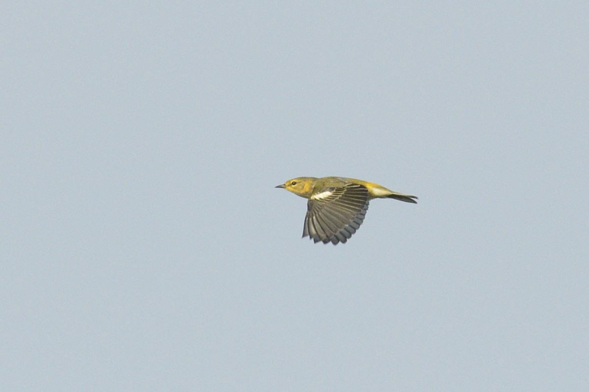 Cape May Warbler - ML647041314