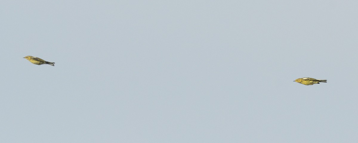 Cape May Warbler - ML647041315