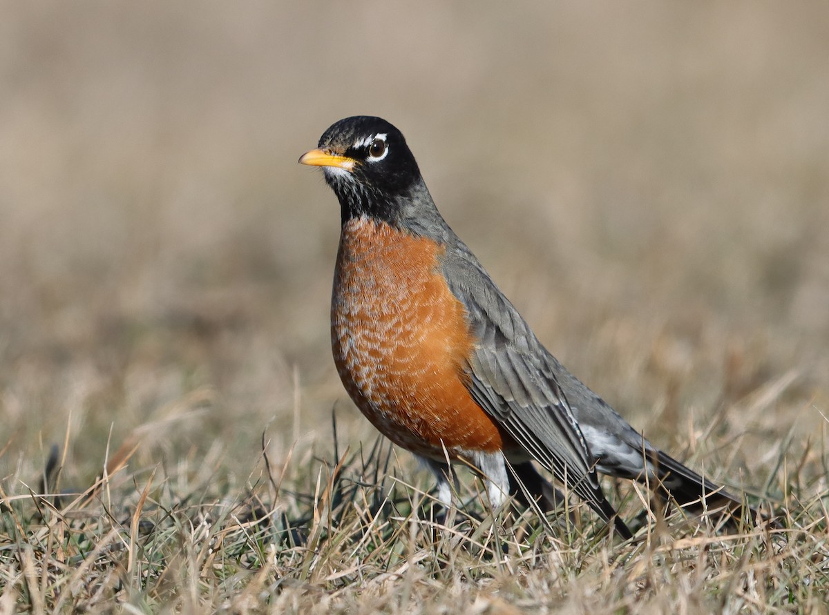 American Robin - ML647041328