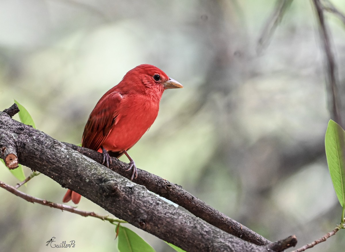 sommerpiranga - ML647041332