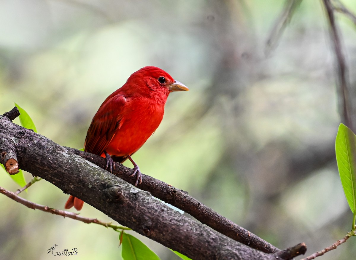 sommerpiranga - ML647041333