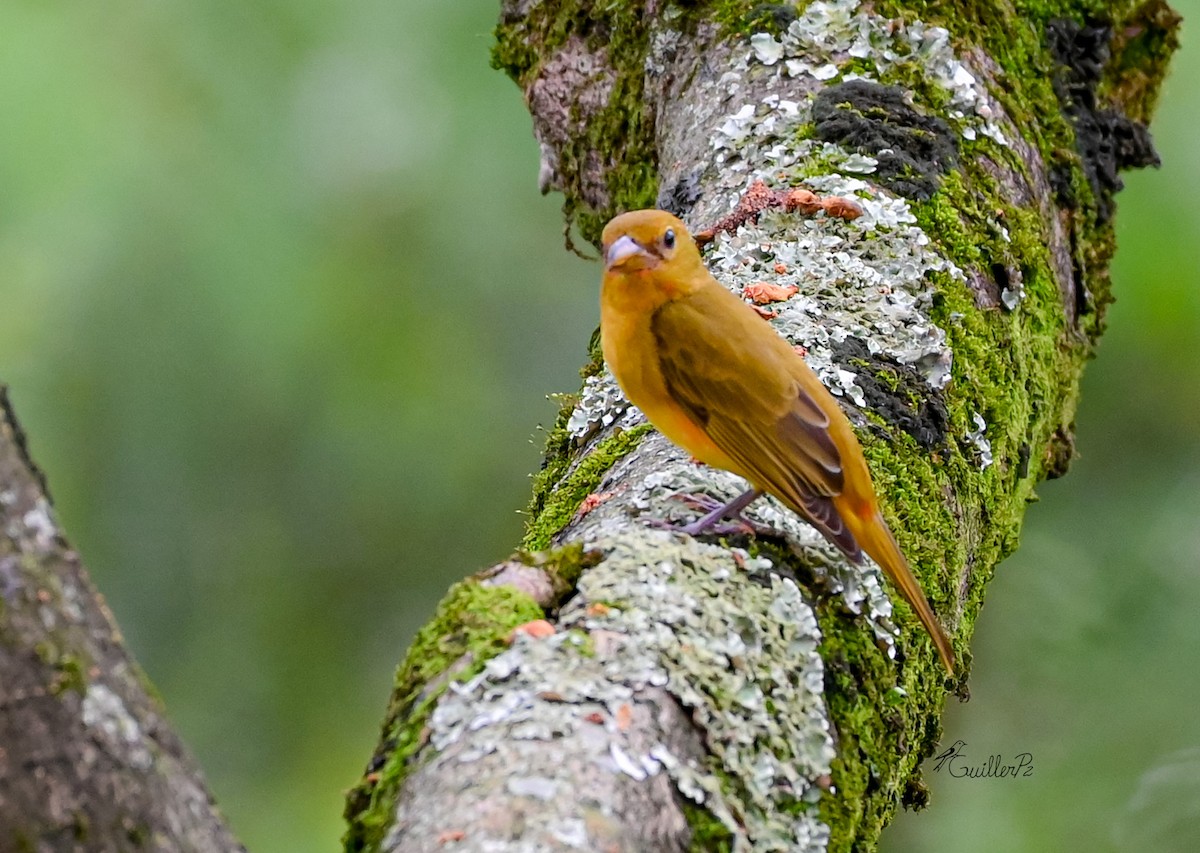 sommerpiranga - ML647041334