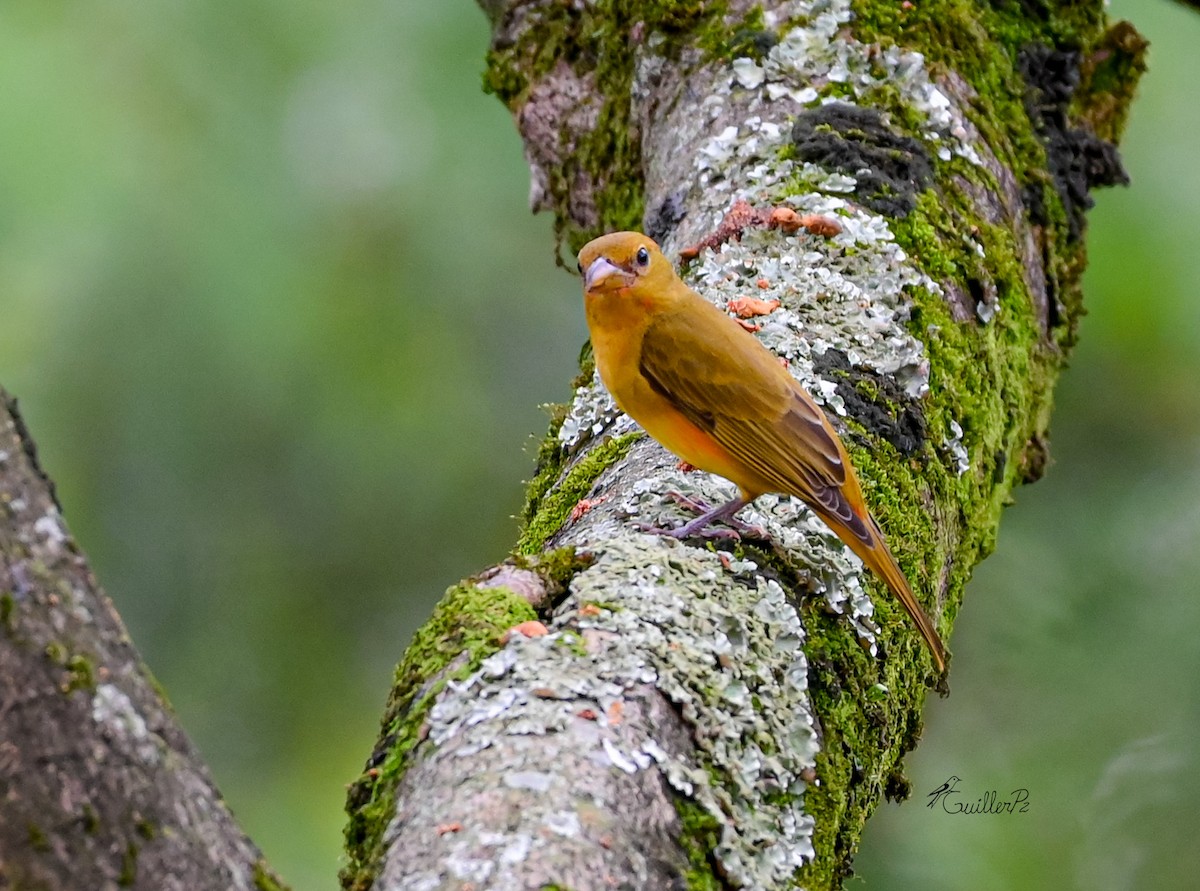 sommerpiranga - ML647041335