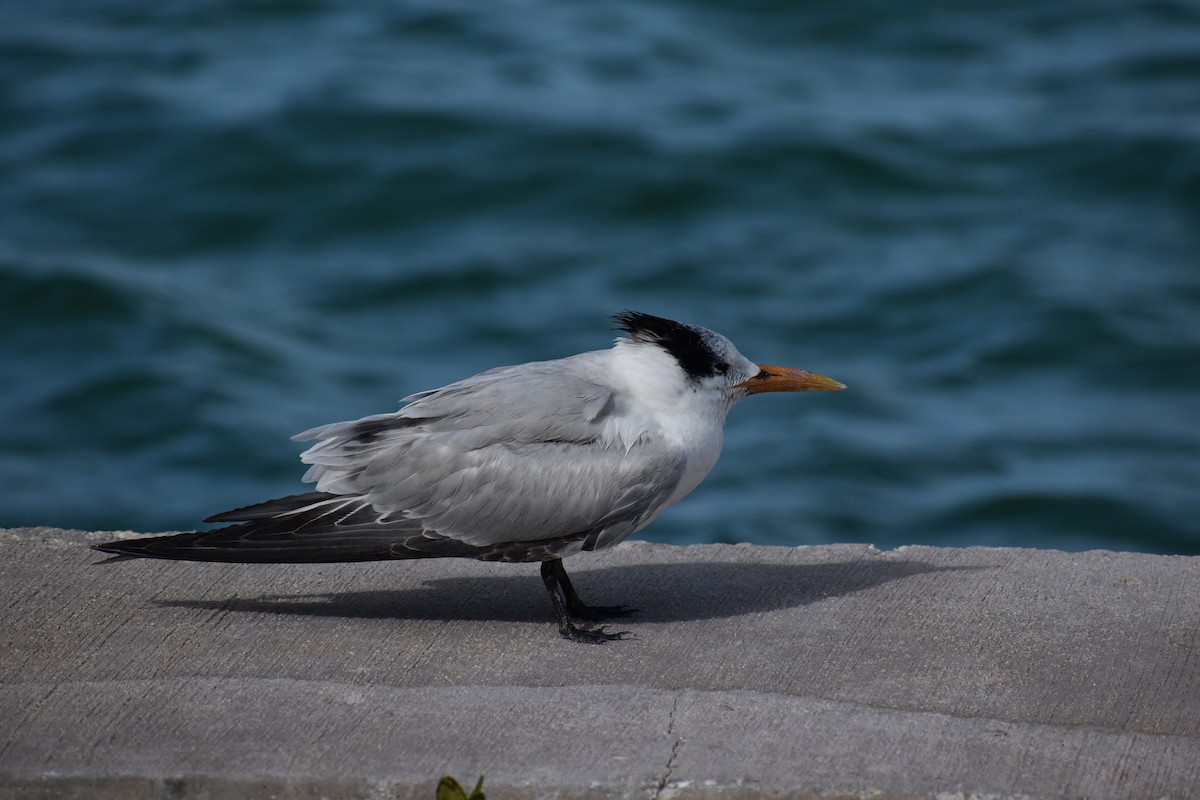 rybák královský - ML647041337