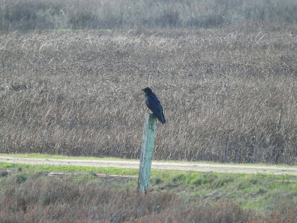 Common Raven - ML647041344