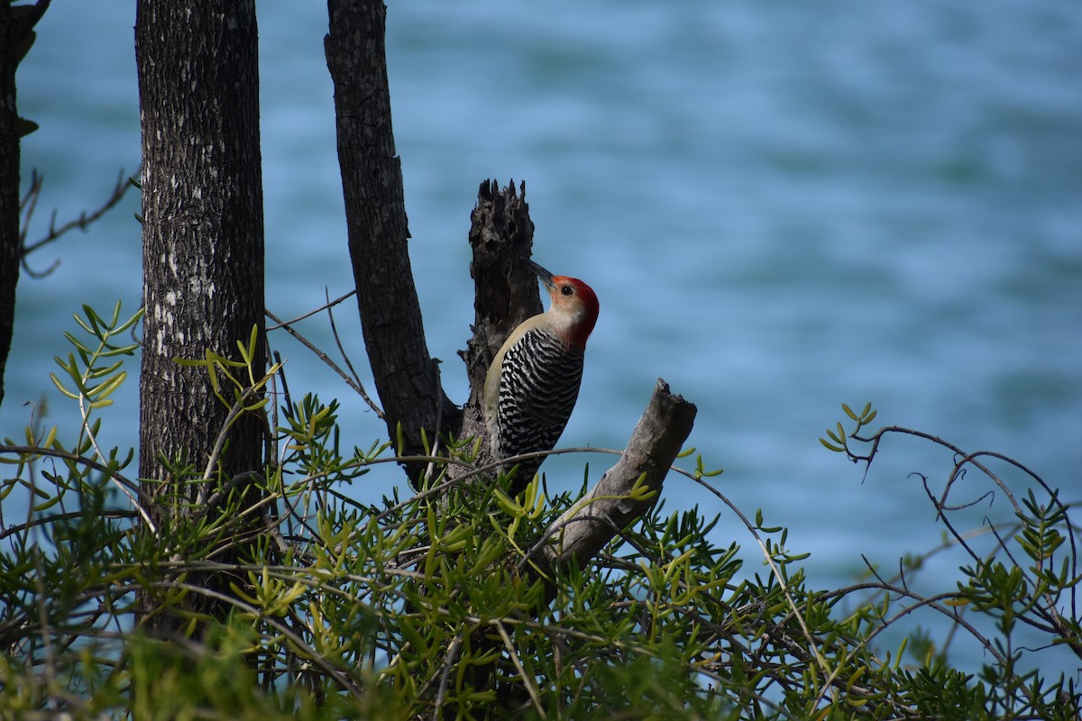 datel karolínský - ML647041348