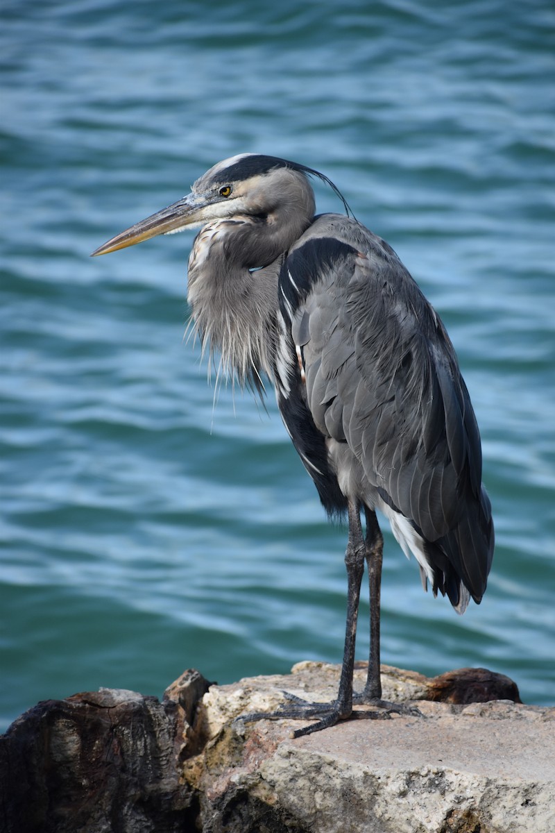 volavka velká - ML647041356