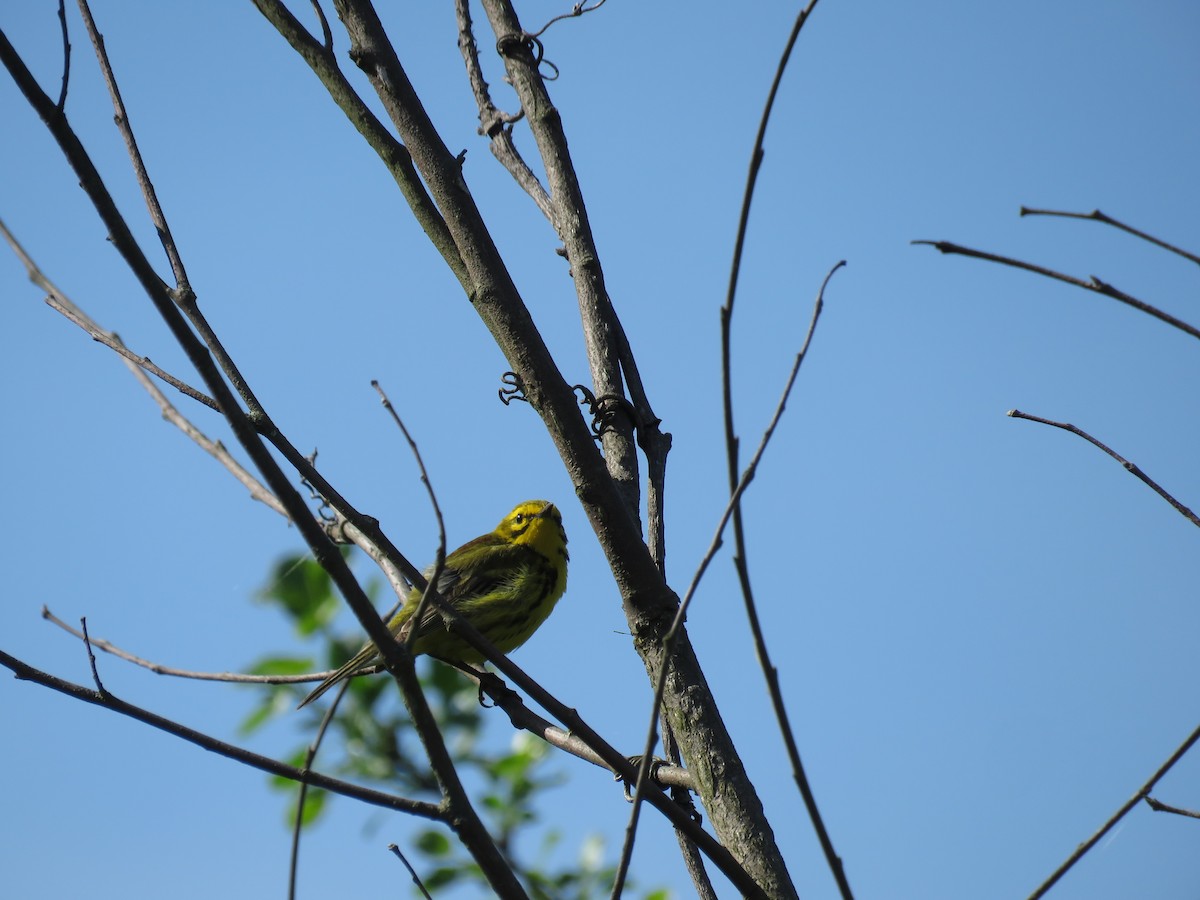 Prairie Warbler - ML647041362