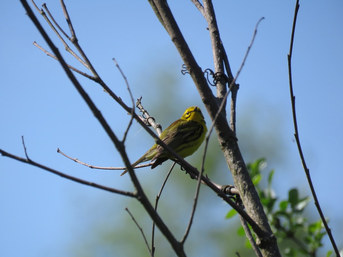 Prairie Warbler - ML647041363
