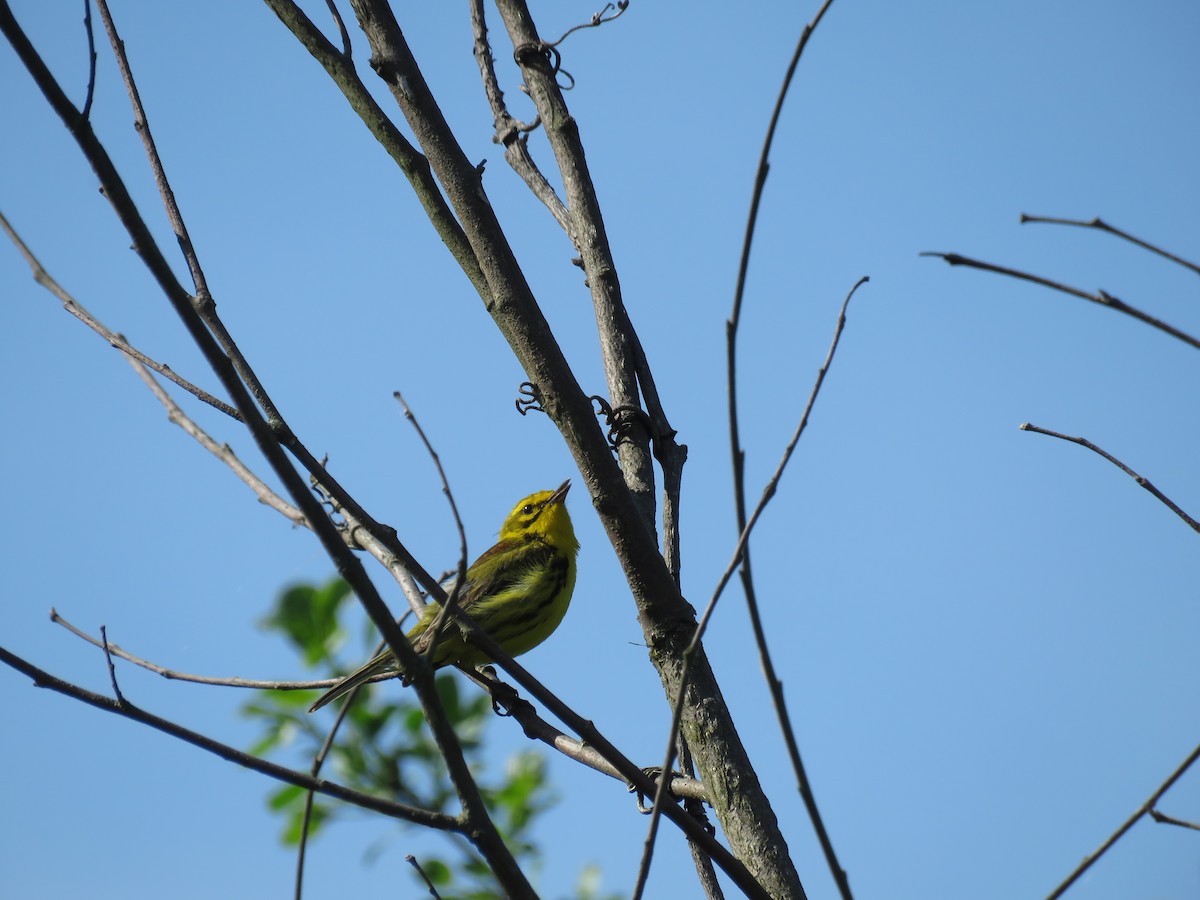 Prairie Warbler - ML647041364