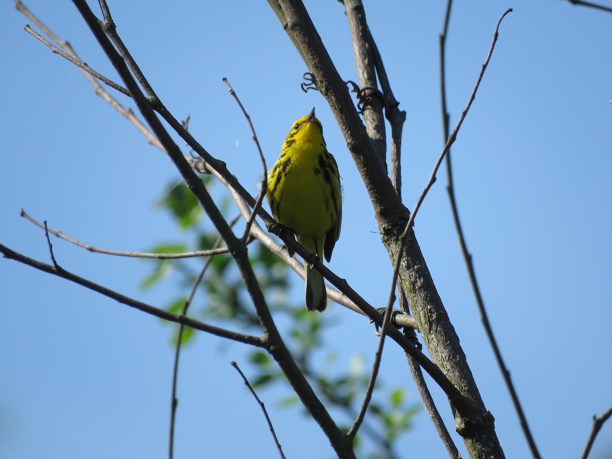Prairie Warbler - ML647041365